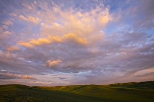 Images Dated 11th June 2011: North America; USA; Washington; Palouse Country; Rolling Hills of Green Spring Wheat