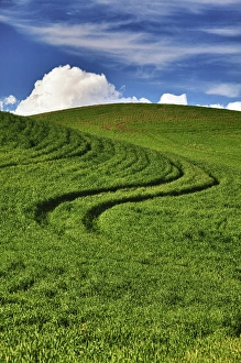 Images Dated 11th June 2011: North America; USA; Washington; Palouse Country; Rolling Hills of Green Spring Wheat
