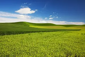 North America; USA; Washington; Palouse Country; Rolling Hills of Wheat