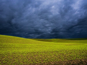 Images Dated 29th May 2013: North America; USA; Washington; Palouse Country; Spring Field of Peas With Storm Coming