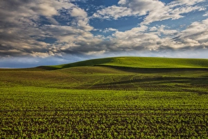 North America; USA; Washington; Palouse Country; Spring Rolling Hills of Wheat and Fallow