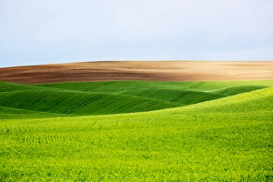 Full Prints: North America; USA; Washington; Palouse Country; Spring Rolling Hills of Wheat and Fallow