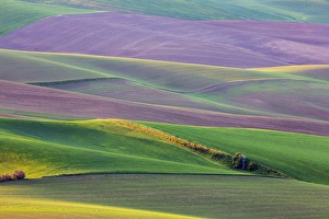 Images Dated 28th May 2012: North America; USA; Washington; Palouse Country; Spring Rolling Hills of Wheat and Fallow