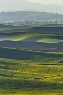 Images Dated 28th May 2012: North America; USA; Washington; Palouse Country; Spring Rolling Hills of Wheat and Fallow