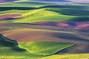 North America; USA; Washington; Palouse Country; Spring Rolling Hills of Wheat and Fallow