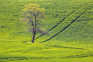 Images Dated 28th May 2012: North America; USA; Washington; Palouse Country; Spring Rolling Hills of Wheat and Lone