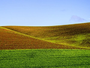 Images Dated 30th May 2013: North America; USA; Washington; Palouse Country; Spring Wheat Field