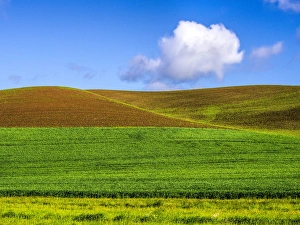 Images Dated 30th May 2013: North America; USA; Washington; Palouse Country; Spring Wheat Field and Clouds