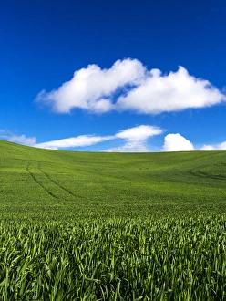 North America; USA; Washington; Palouse Country; Spring Wheat Field and Clouds