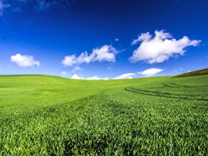 Images Dated 30th May 2013: North America; USA; Washington; Palouse Country; Spring Wheat Field and Clouds