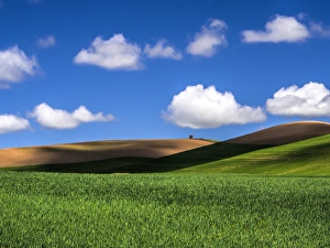 North America; USA; Washington; Palouse Country; Spring Wheat Field and Clouds