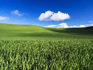 North America; USA; Washington; Palouse Country; Spring Wheat Field and Clouds