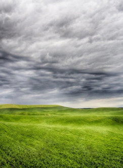 Images Dated 29th May 2013: North America; USA; Washington; Palouse Country; Spring Wheat Field With Storm Coming