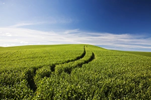 Images Dated 18th June 2010: North America; USA; Washington; Palouse Country; Tracks Leading Through Wheat Field