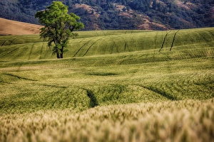 North America; USA; Washington; Palouse Region; Lone Tree in Harvest Wheat Field