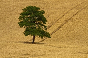 Strength Prints: North America; USA; Washington; Palouse Region; Lone Tree in Harvest Wheat Field