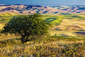 North America; USA; Washington; Palouse Region; Old Apple Tree over Looking the Rolling