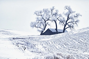 Images Dated 15th December 2015: North America; USA; Washington; Palouse Region; Snow covered Barn With Old Oak tree