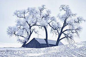 North America; USA; Washington; Palouse Region; Snow covered Barn With Old Oak tree