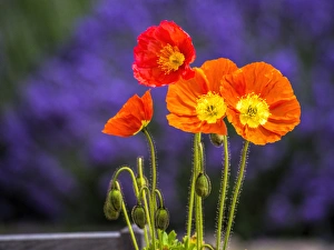 North America; USA; Washington; Poppies on Display
