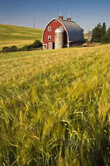 Harvest Prints: North America; USA Washington; Red Barn in Field of Harvest Wheat