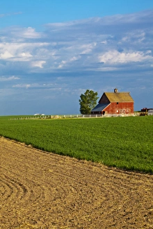 Images Dated 12th June 2009: North America; USA; Washington; Red Barn in Spring Wheat Field