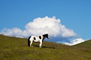North America; USA; Washington: Saint John; Horse on the hill side