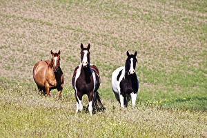 Images Dated 18th June 2010: North America; USA; Washington: Saint John; Horses on the hill side