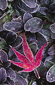 Images Dated 20th January 2014: North America; USA; Washington; Seattle. Frost on an ornamental maple leaf