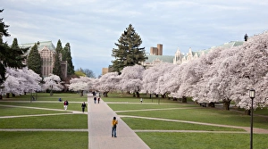 Images Dated 8th April 2012: North America, USA, Washington, Seattle. Cherry trees on the University of Washington