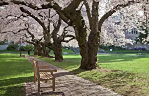 North America, USA, Washington, Seattle. Cherry trees on the University of Washington