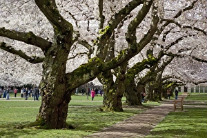 Images Dated 1st April 2012: North America, USA, Washington, Seattle. Cherry trees on the University of Washington