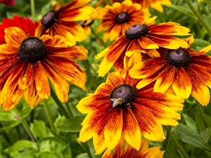 Images Dated 21st July 2013: North America; USA; Washington; Seattle; Cherokee Sunset in Full Bloom