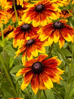 North America; USA; Washington; Seattle; Cherokee Sunset in Full Bloom