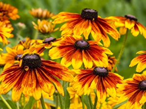 Images Dated 19th July 2013: North America; USA; Washington; Seattle; Cherokee Sunset in Full Bloom