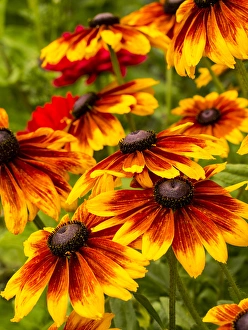 Images Dated 21st July 2013: North America; USA; Washington; Seattle; Cherokee Sunset in Full Bloom