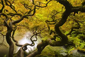 Images Dated 23rd May 2011: North America; Usa; Washington; Seattle Kabota Gardens; Spring Japanese Maple Hanging