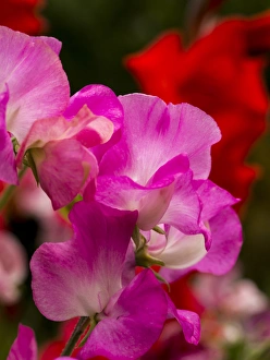 Full Prints: North America; USA; Washington; Seattle; Sweet Peas in Bloom