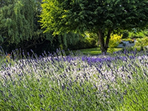 North America; USA; Washington; Sequim; Lavender Field; Lavendar Field in full boom with