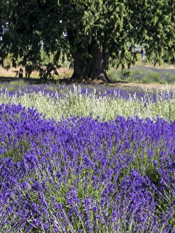 Images Dated 7th July 2013: North America; USA; Washington; Sequim; Lavender Field; Lavendar Field in full boom with