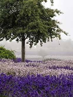 North America; USA; Washington; Sequim; Lavender Field; Lavendar Field in full boom with