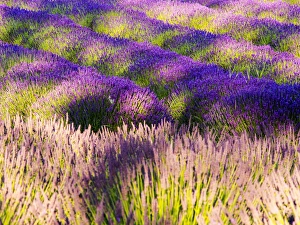 Images Dated 7th July 2013: North America; USA; Washington; Sequim; Lavender Field; Lavendar Field in full boom