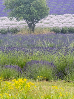 Images Dated 8th July 2013: North America; USA; Washington; Sequim; Lavender Field; Lavendar Field in full boom with