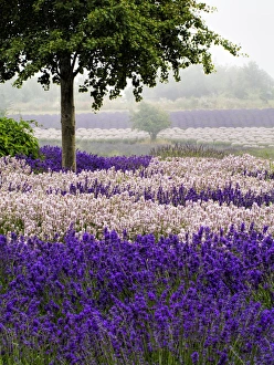 North America; USA; Washington; Sequim; Lavender Field; Lavendar Field in full boom with