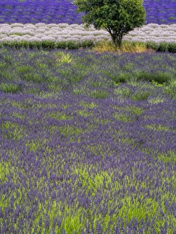 North America; USA; Washington; Sequim; Lavender Field; Lavendar Field in full boom with