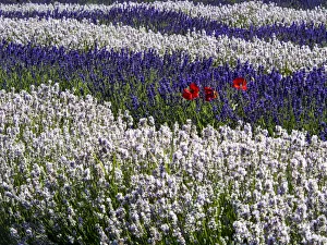 Relaxation Prints: North America; USA; Washington; Sequim; Lavender Field; Lavendar Field in full boom