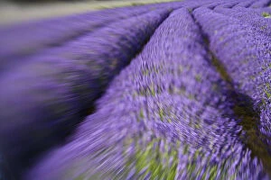 North America, USA, Washington, Sequim Rows of Lavender, Selective Focus