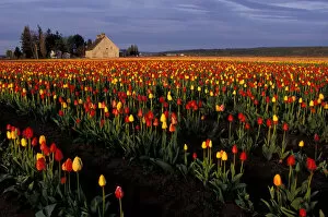 Images Dated 10th October 2005: North America, USA, Washington, Skagit Valley, LaConner. Tulip field