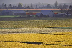 Images Dated 10th October 2005: North America, USA, Washington, Skagit Valley, Conway. Daffodil Fields