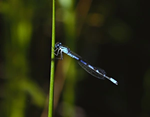 North America, USA, Washington State. A bluet damselfly. Bluets are notoriously difficult